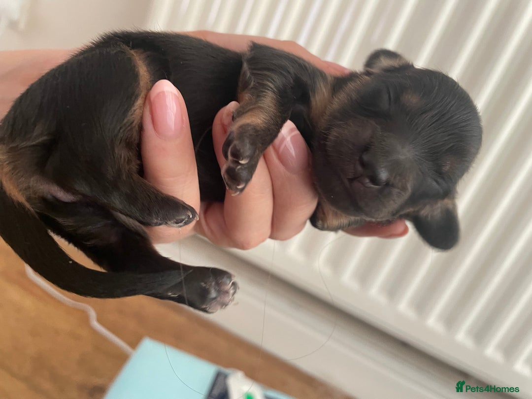 Miniature Dachshund dogs for sale: Long haired dachshund puppies   - Image 5