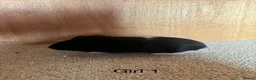 Guinea Pig rodents for sale: Baby Guinea Pigs  in Okehampton - Advert 6