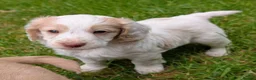 Cockapoo dogs for sale: Ready now! Licensed breeder health tested F1 pups - Advert 13