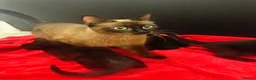Siamese cats for sale: Last 2! Brown/Black Siamese Kittens  - Advert 4