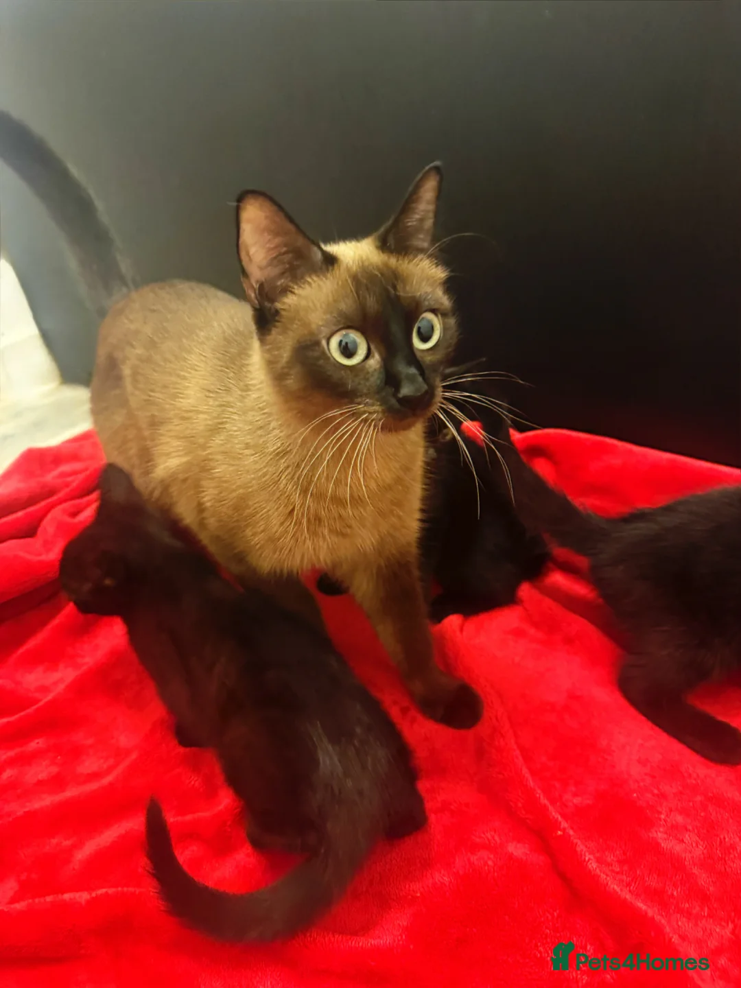 Siamese cats for sale: Last 2! Brown/Black Siamese Kittens  - Advert 4