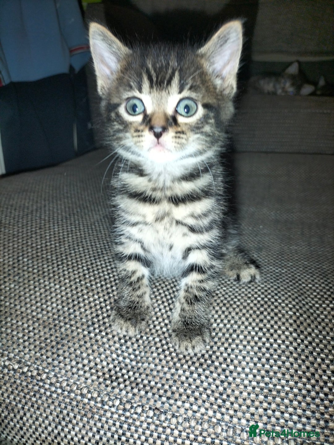 Mixed Breed cats for sale: 5 Beautiful Tabby Kittens - Image 6