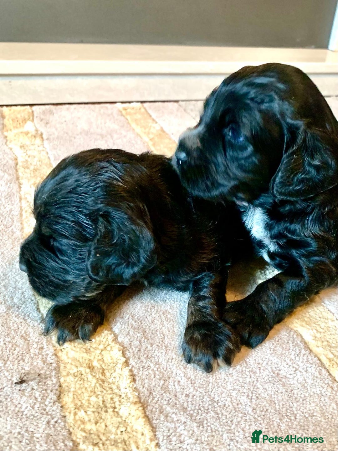 Cocker Spaniel dogs for sale: COCKER SPANIELS - Advert 17