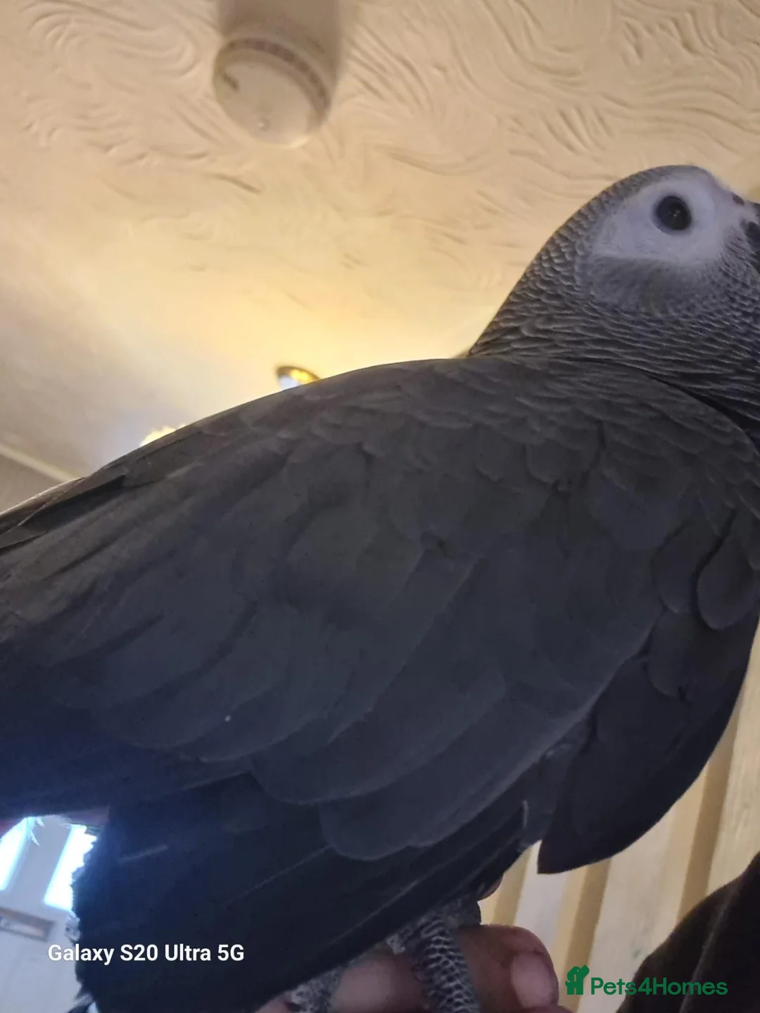 Parrots birds for sale: Male Congo African Grey + Cage - Advert 2