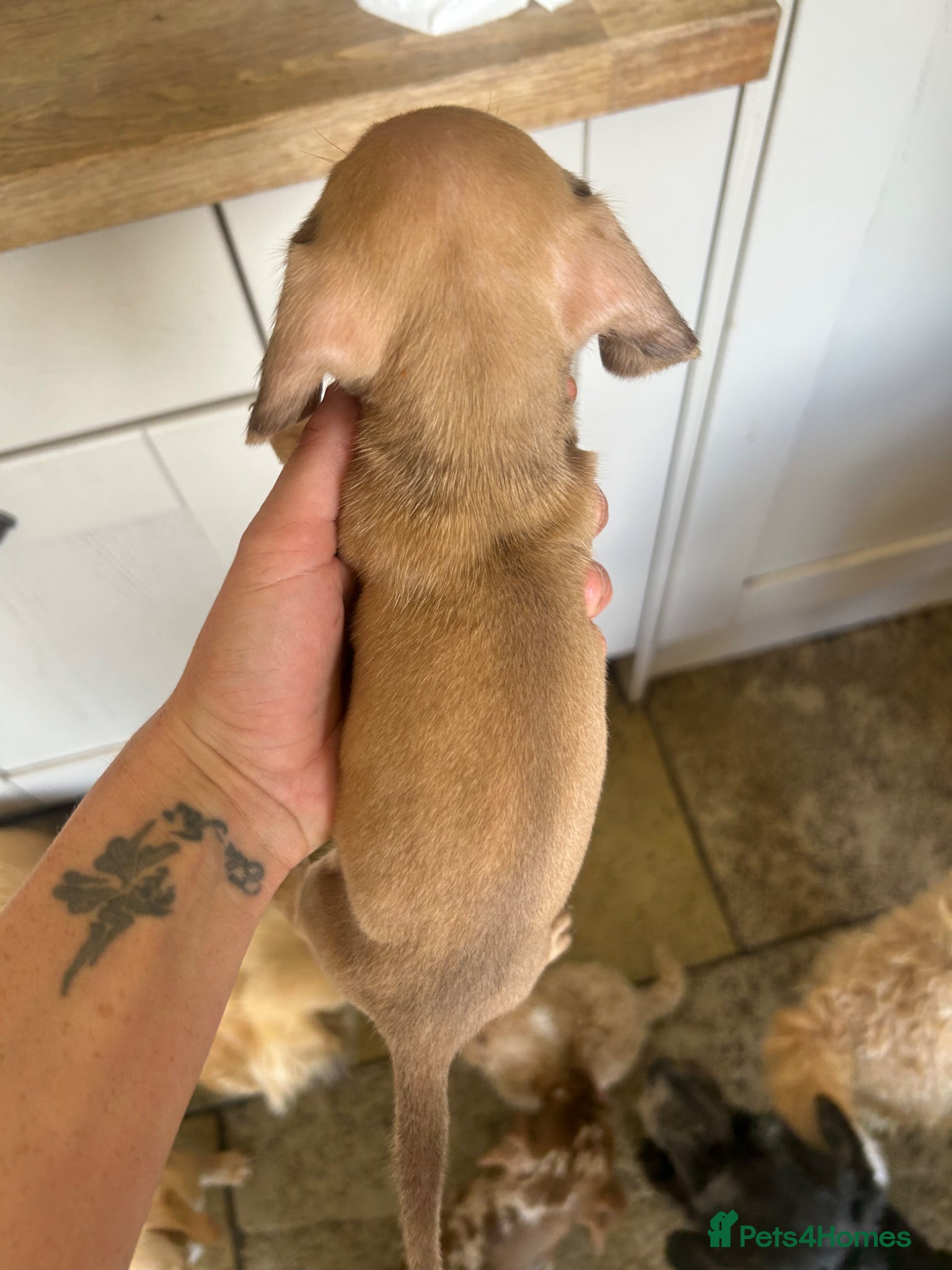 Miniature Dachshund dogs for sale: KC miniature dachshunds - Advert 10
