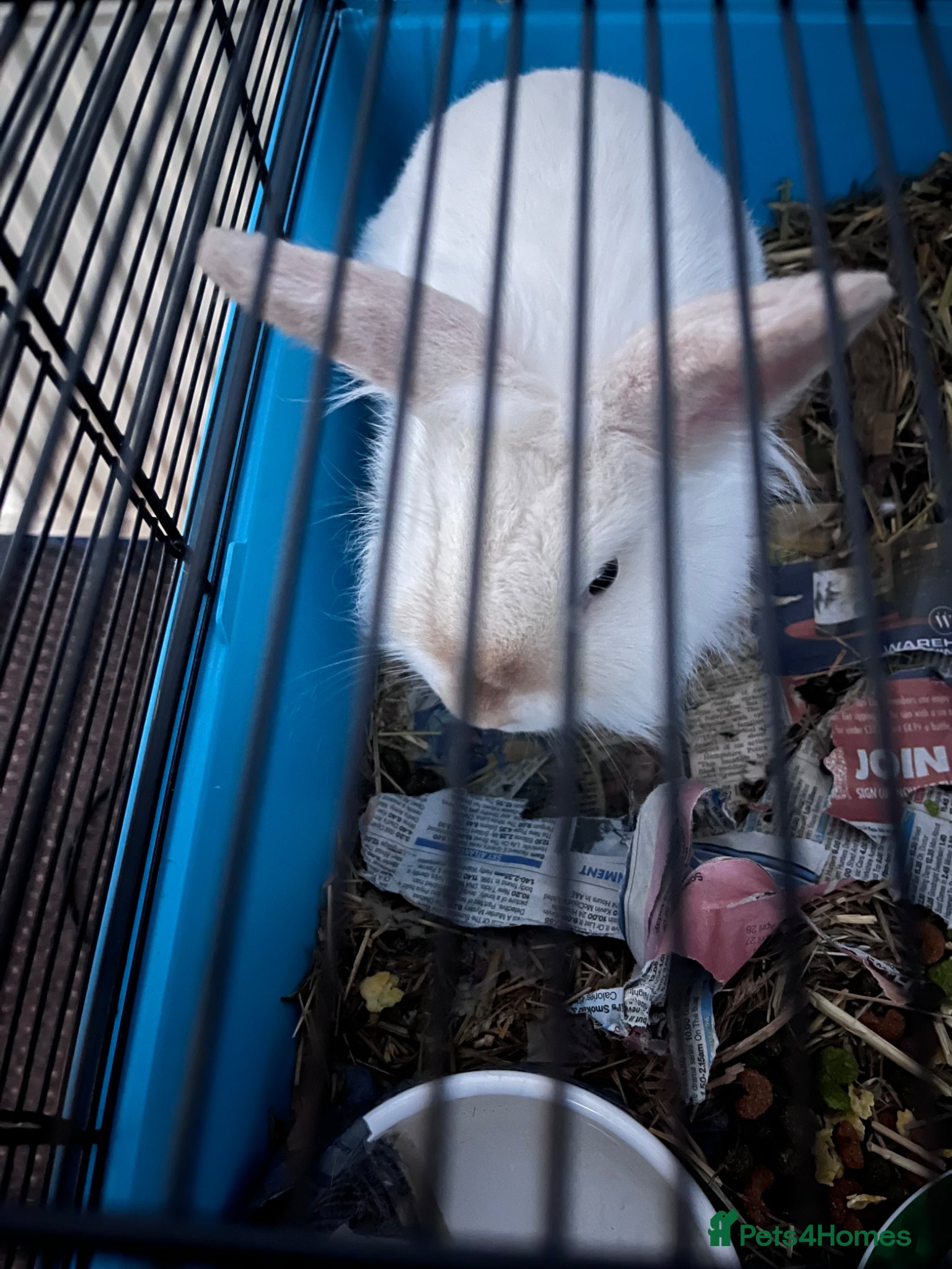 Mini Lion Lop rabbits for sale: Mini lop x double manned lion  in Nottingham - Advert 6