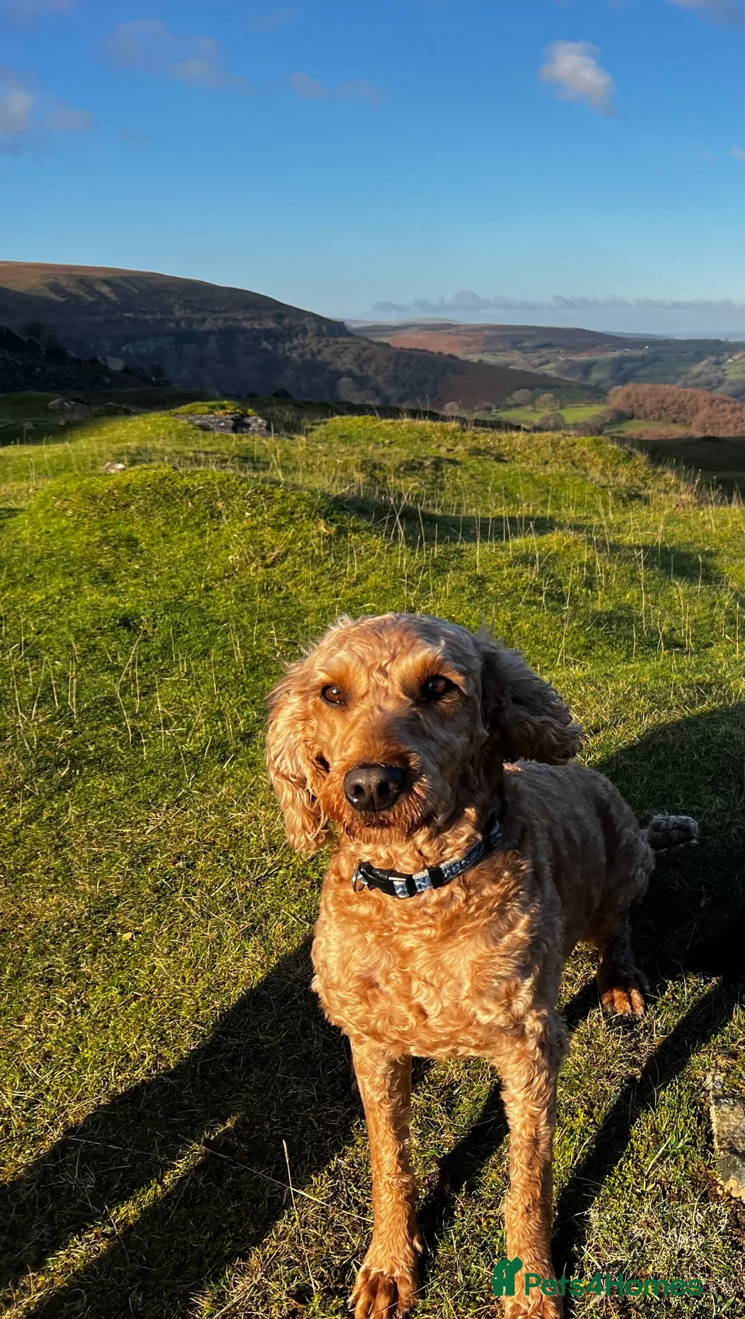 Mixed Breed dogs for sale: Puppies expected 26/08/26 in Newport - Advert 2