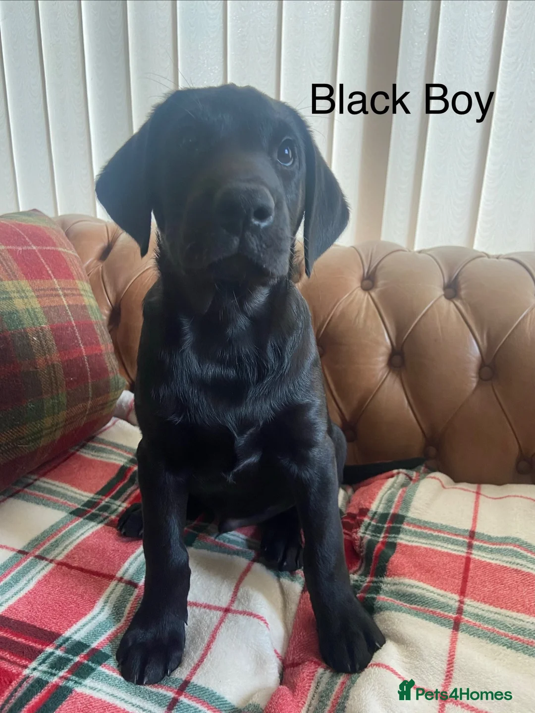 Labrador Retriever dogs for sale: FTCh Gunnerspeg Gambler × Greenbriar Tanzanite - Advert 1