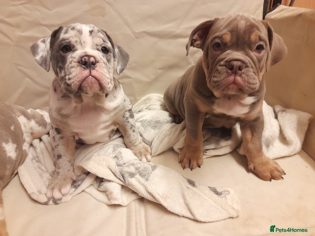 Mixed Breed dogs for sale: F1 olde English bulldog - Advert 37