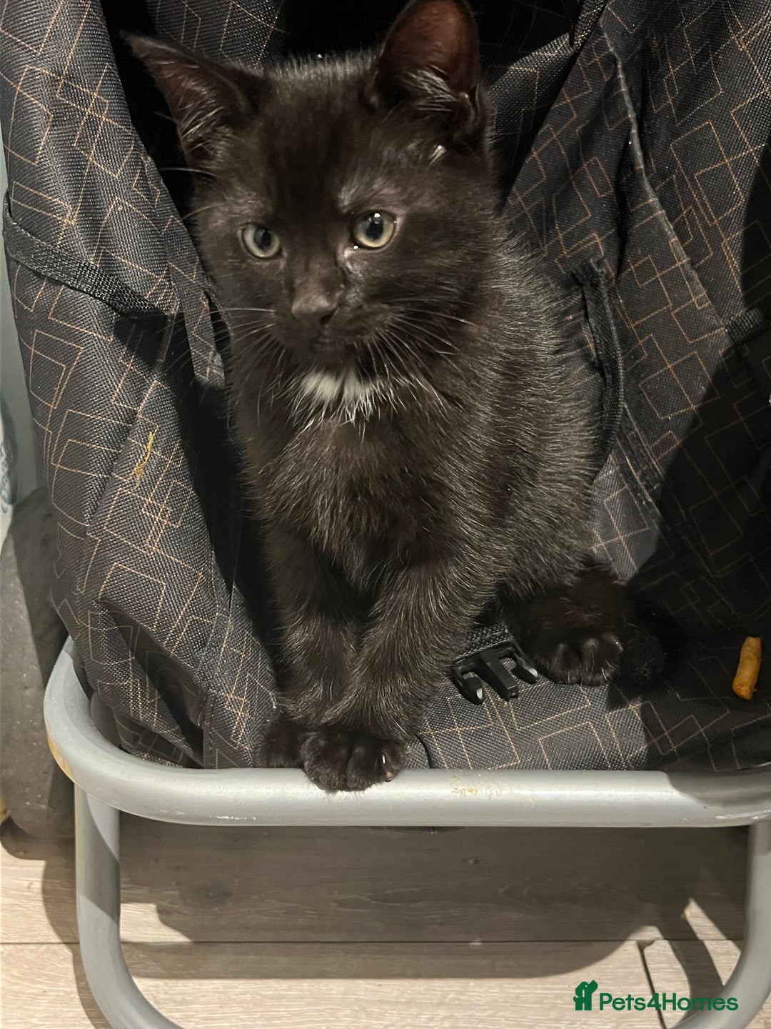 Mixed Breed cats for sale: Male Kitten Ready For A New Home! - Advert 6