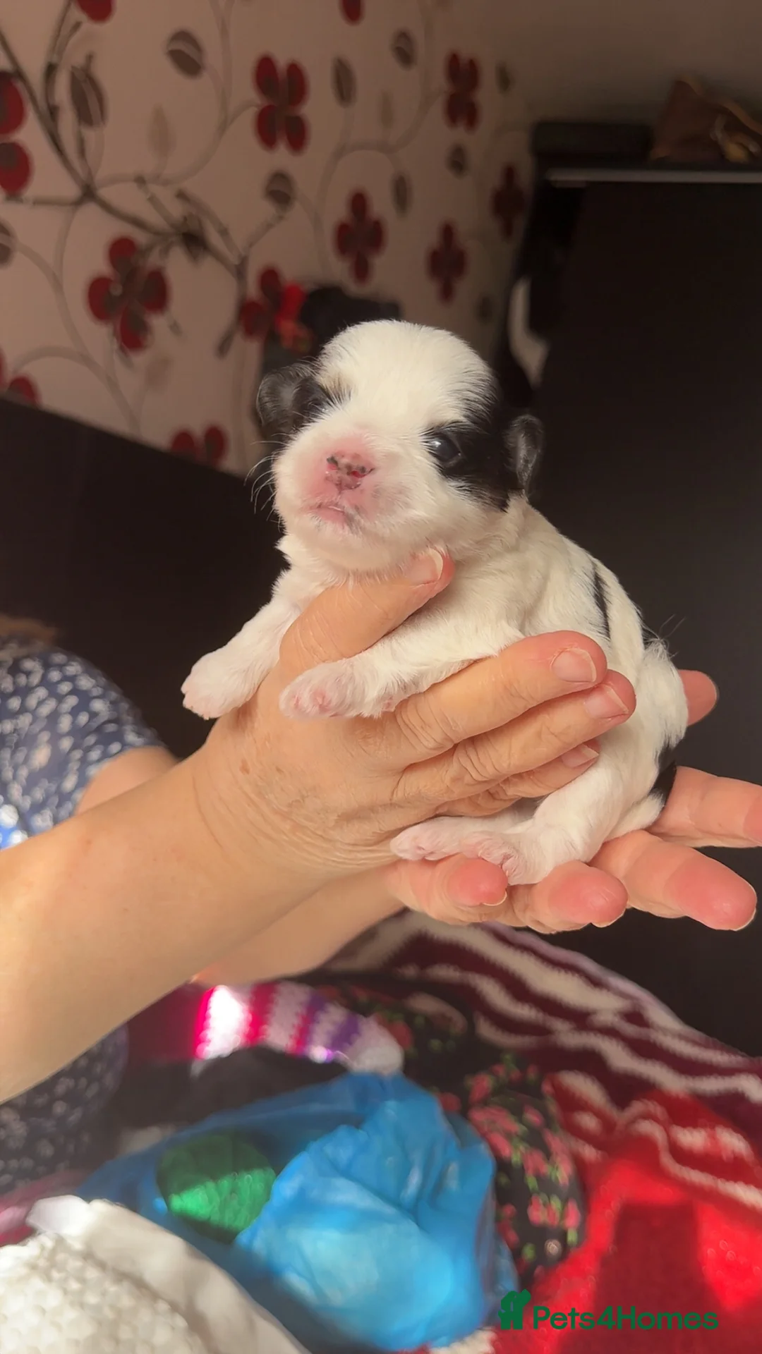 Morkie dogs for sale: Morkie Puppies - Advert 4