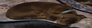 Chocolate boy 