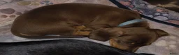 Miniature Dachshund dogs for sale: Adorable mini dachshunds - Advert 3