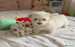 Maltese dogs for sale: Stunning Purebred Maltese Boys Puppies  - Image 17