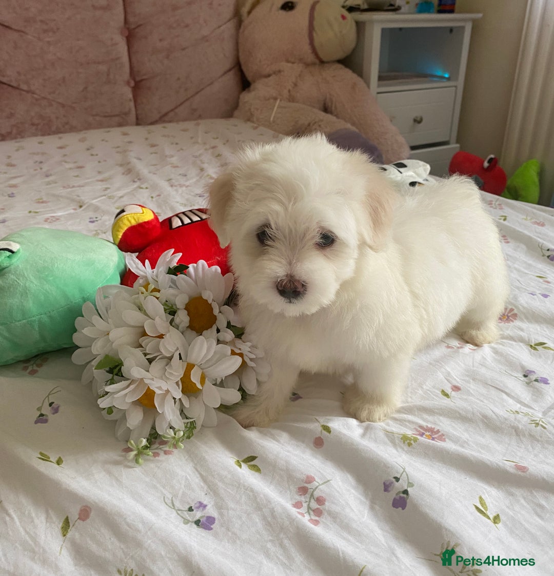Maltese dogs for sale: Stunning Purebred Maltese Boys Puppies  - Image 17