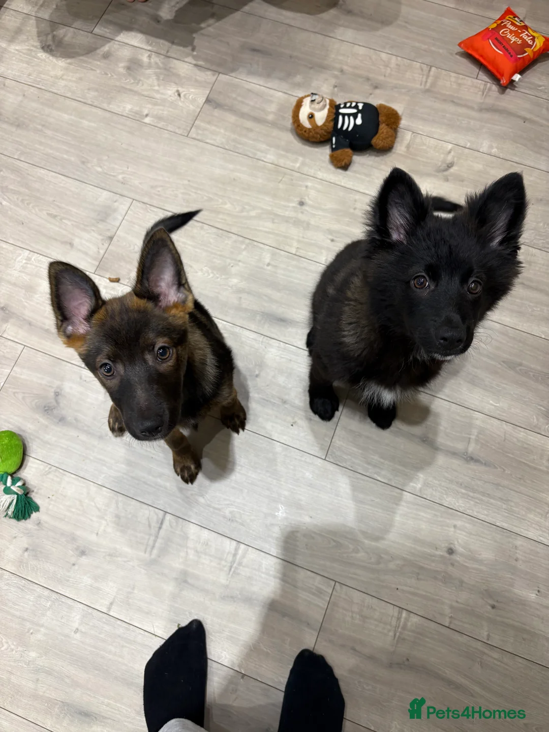 Mixed Breed dogs for sale: Pomsky x German shepherd (BOTH FOR SALE) - Advert 1
