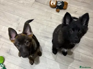 Mixed Breed dogs Pomsky x German shepherd - Advert 1