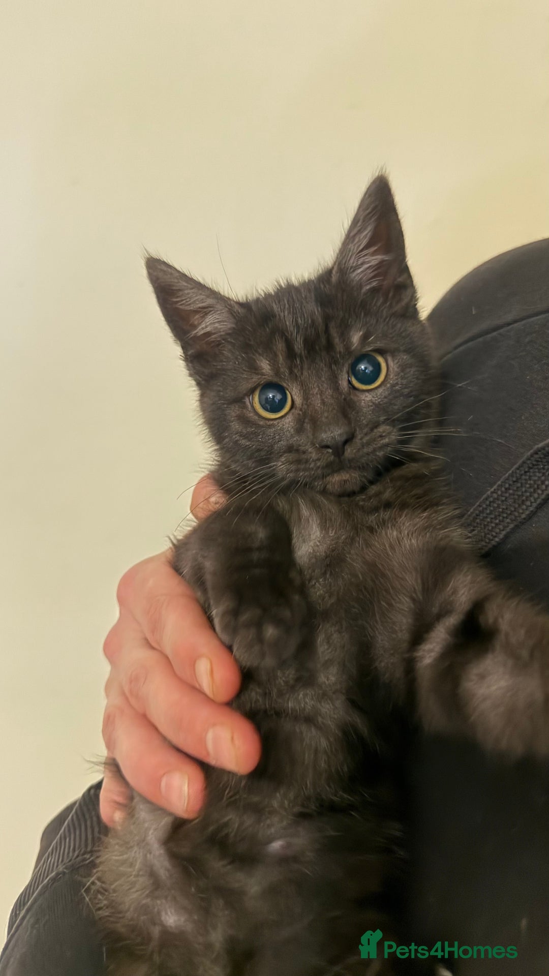 Domestic Shorthair cats for sale: Lovely kitten ready for forever home  - Advert 1