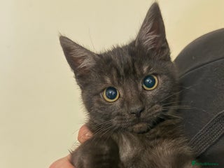 Domestic Shorthair cats Lovely kitten ready for forever home - Advert 1