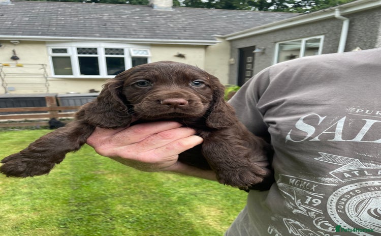 Cocker Spaniel dogs - Advert 3