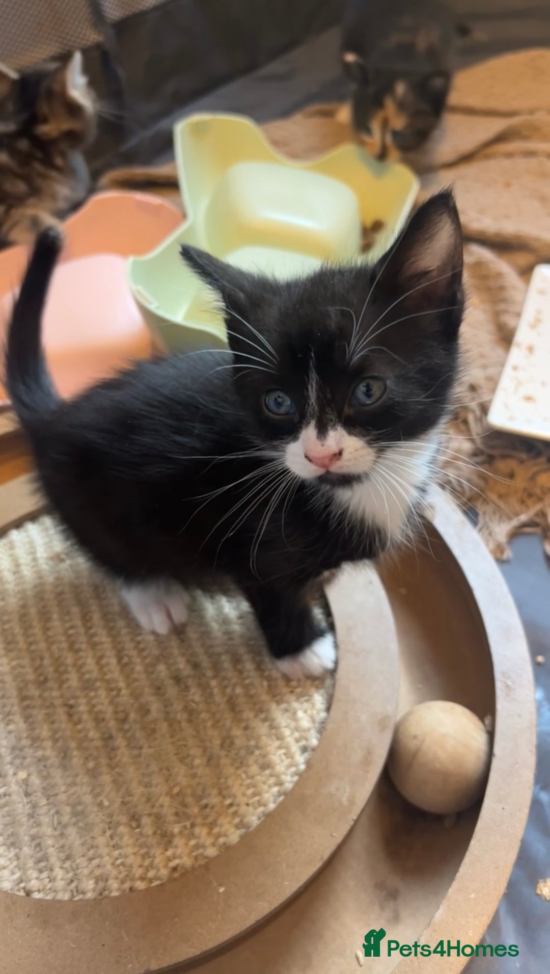 Mixed Breed cats for sale: 2 beautiful kittens - Image 3