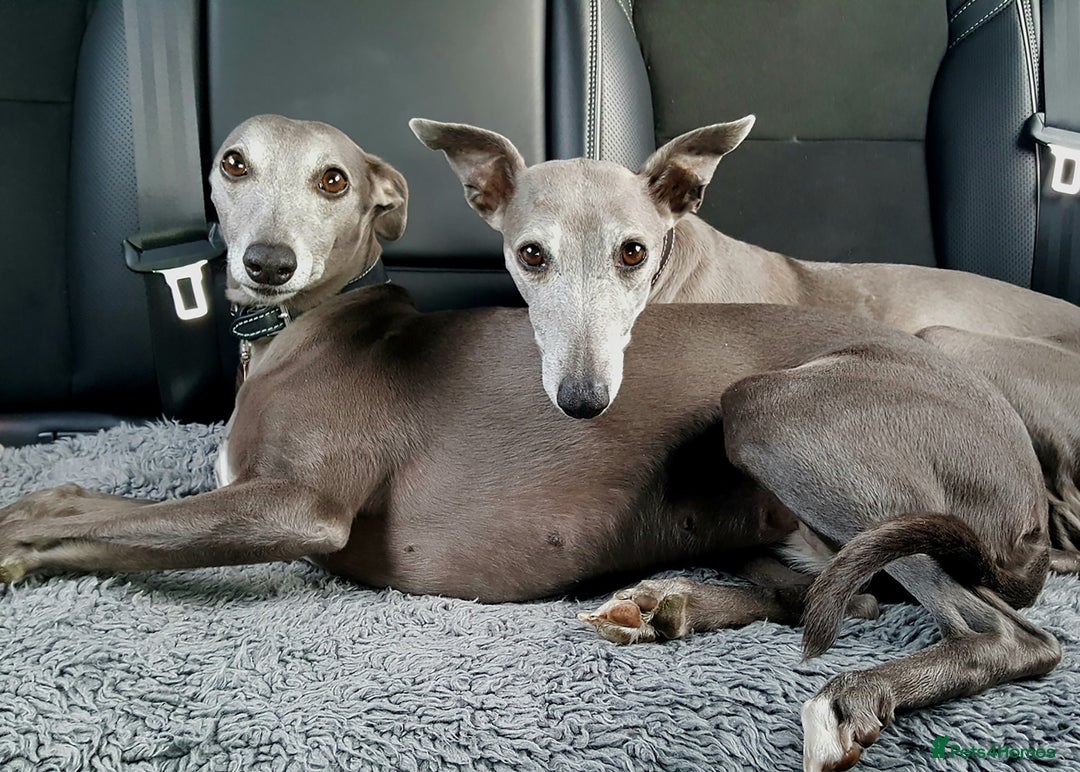 Whippet dogs for sale: Beautiful Pedigree Whippet puppies, healthy happy  - Image 10