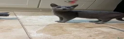 Russian Blue cats for sale: Pure Russian Blue kittens  - Advert 11