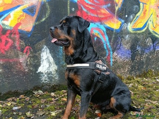Rottweiler dogs Rottweiler for stud full pedigree, health tested in Prescot - Advert 1