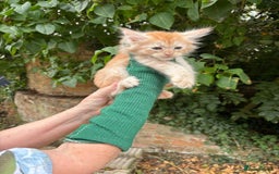 Maine Coon cats for sale: Red Maine coon female kittens, TICA reg - Image 2