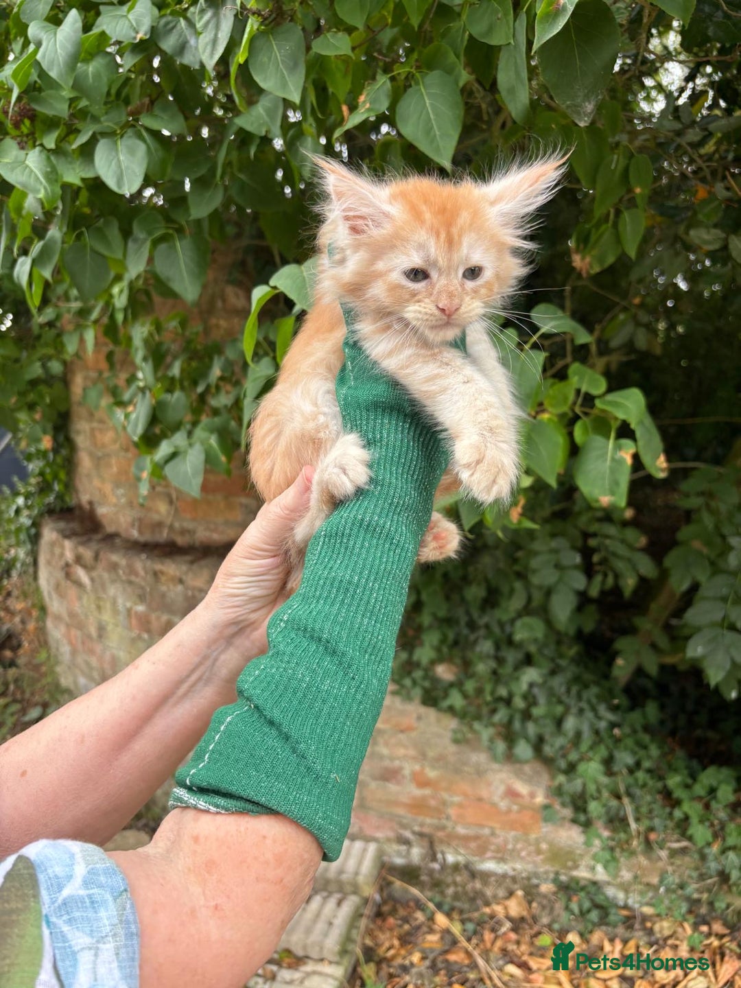 Maine Coon cats for sale: Red Maine coon female kittens, TICA reg - Image 2