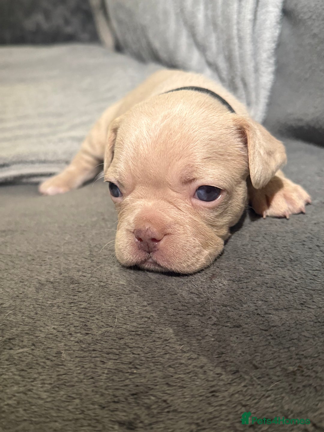 French Bulldog dogs for sale: French Bulldog Puppies–Looking for Forever Homes - Advert 7