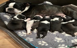 Boston Terrier dogs for sale: Beautiful Boston Terrier puppies  - Image 1