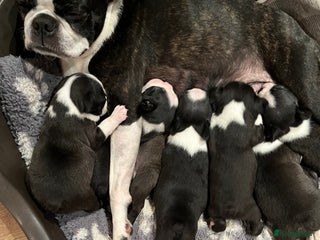 Boston Terrier dogs for sale - Advert 1
