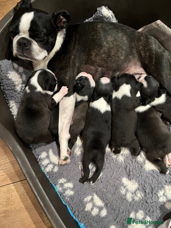 Boston Terrier dogs - Advert 1