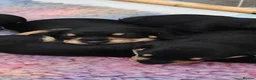 Mixed Breed dogs for sale: Adorable F1 Schnoxie puppies - Advert 16