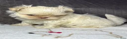 Shih Tzu dogs for sale: Tiny imperial shihtzu puppies - Advert 11