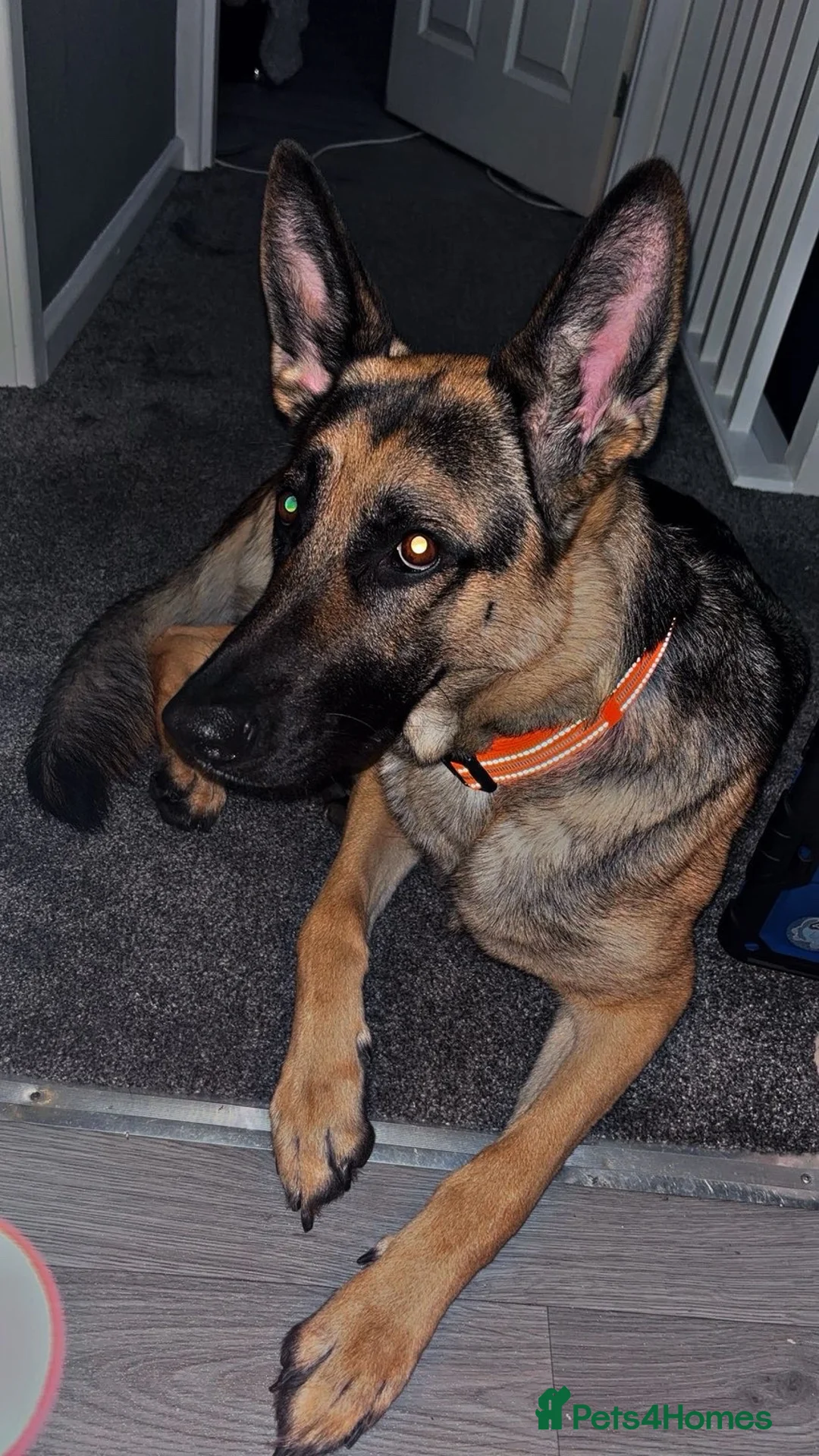 German Shepherd dogs for sale: Koda  - Advert 2