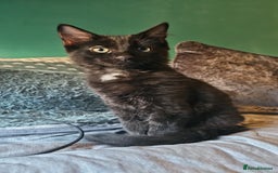 Turkish Angora cats for sale: Adorable 2 Kittens - Image 8