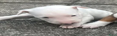 English Bull Terrier 1