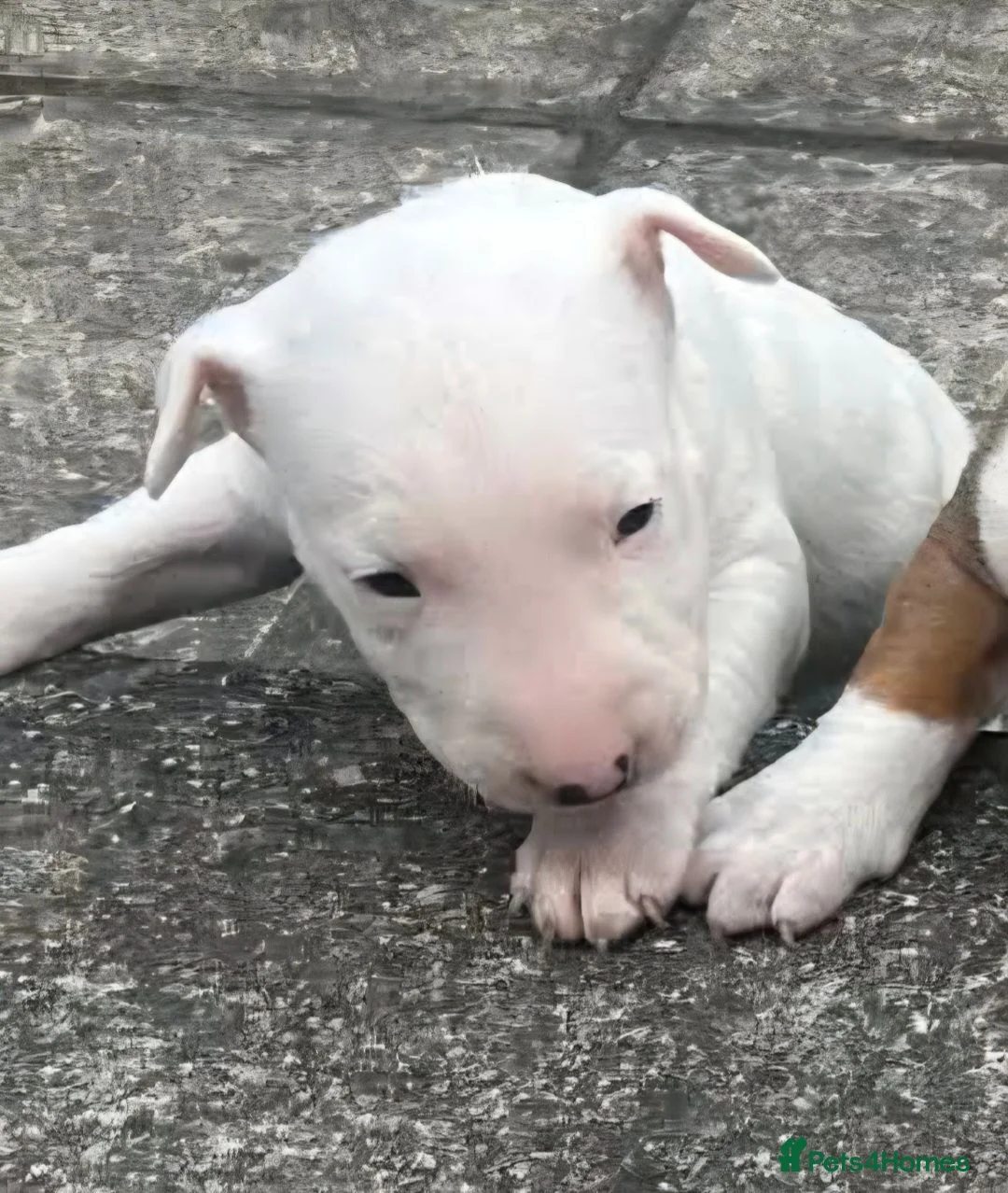 English Bull Terrier dogs for sale: English bull terrier  in Durham - Advert 6