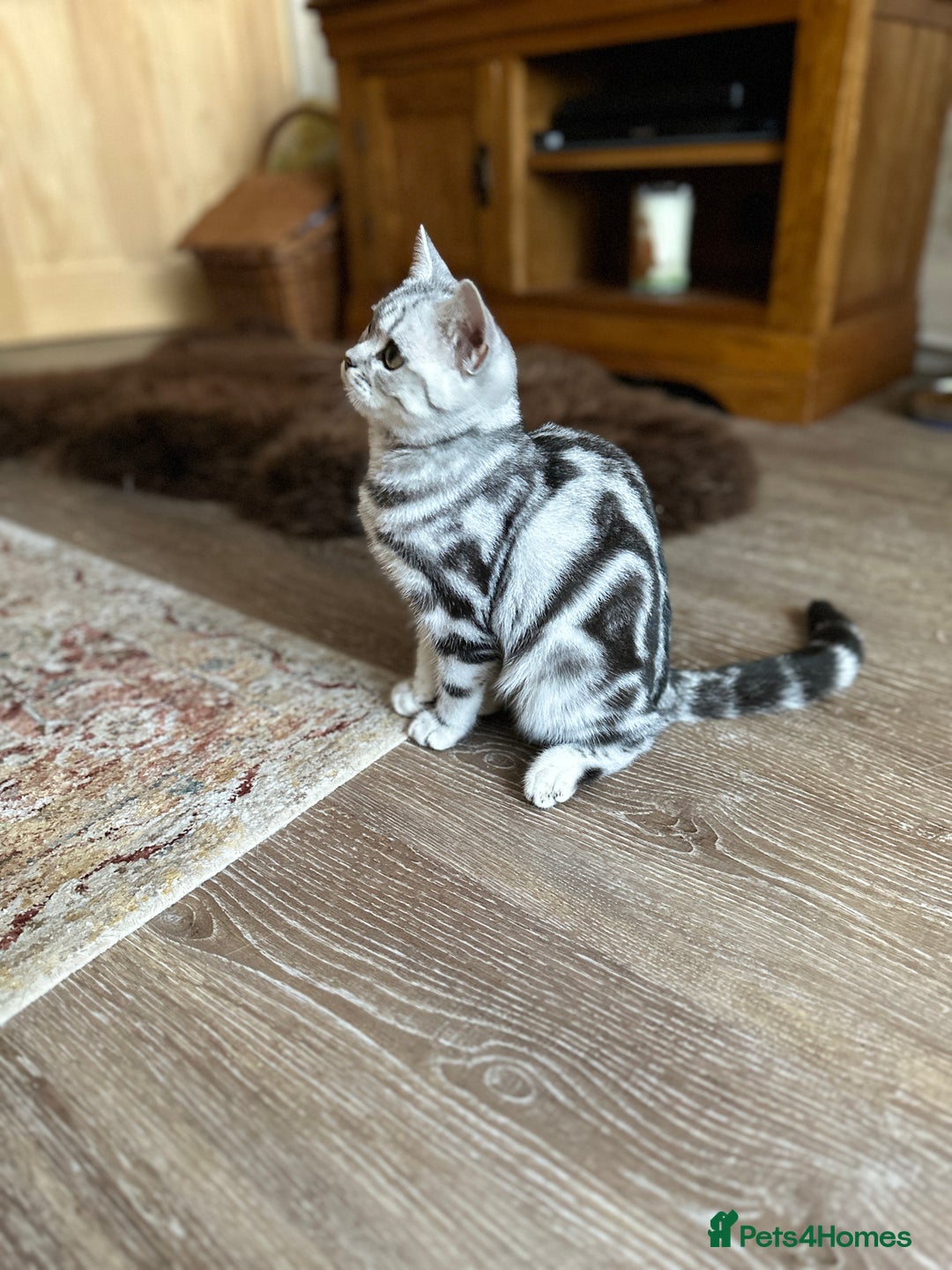 British Shorthair cats for sale: Silver Tabby BSH GCCF registered Kittens - Image 4