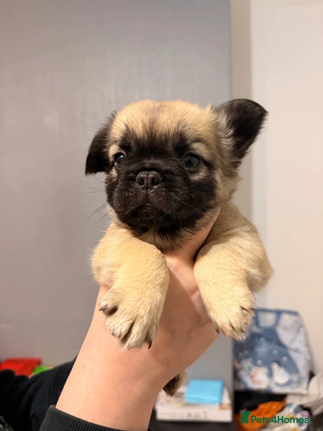 French Bulldog dogs for sale: Reduced 1 Female visual fluffy - Ready now - Advert 21
