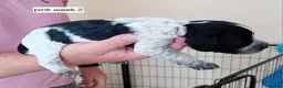 Cocker Spaniel dogs for sale: Stunning Blue Roan Working Cocker Spaniel Puppies in Rugby - Advert 6