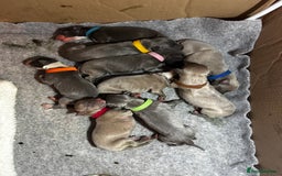 Whippet dogs for sale: Pedigree Purebred Blue and Two Toned Whippets - Image 2