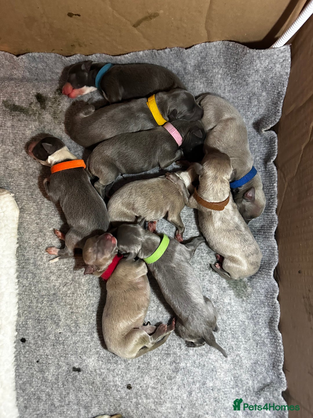 Whippet dogs for sale: Pedigree Purebred Blue and Two Toned Whippets - Image 2