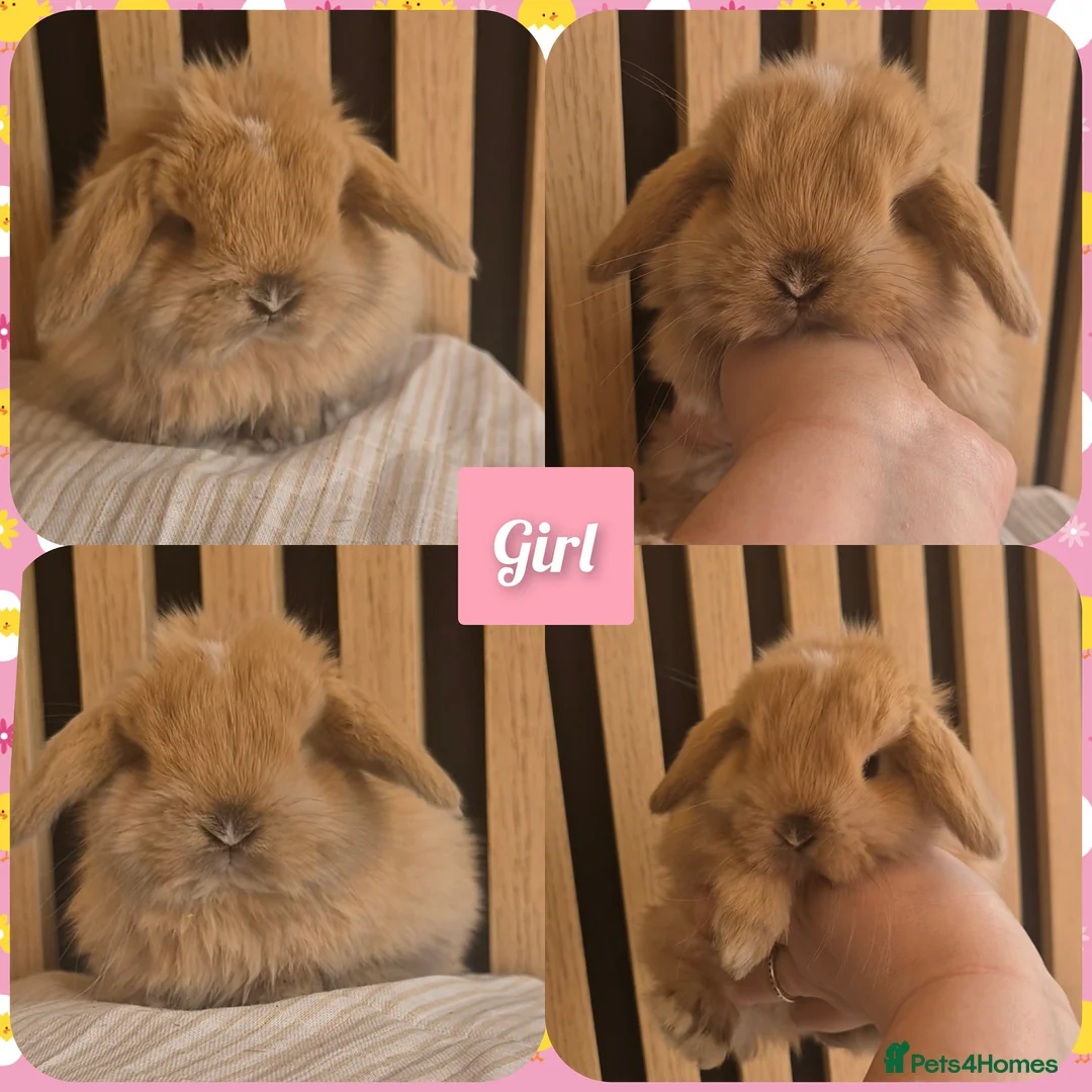 Mini Lop rabbits for sale: Beautiful Mini Lop Babies Ready 14th Apr  - Advert 4