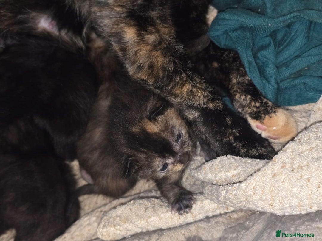Mixed Breed cats for sale: Kittens  - Image 6