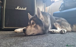 Huskita dogs for stud: Handsome Booboo in Stockport - Image 2