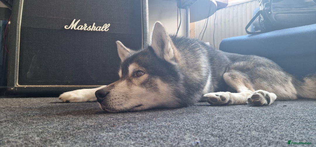 Huskita dogs for stud: Handsome Booboo in Stockport - Image 2