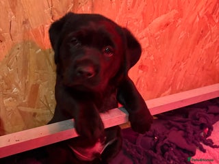 Labrador Retriever dogs Fully kc registered Beautiful black labrador boy - Advert 10
